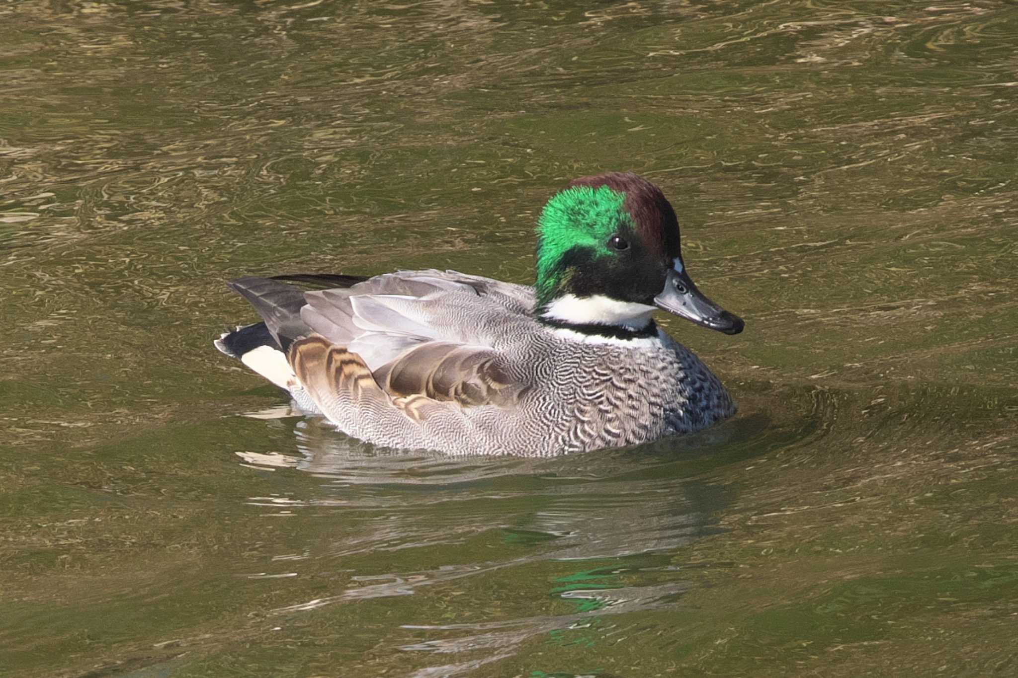 Photo of Falcated Duck at 境川遊水地公園 by Y. Watanabe