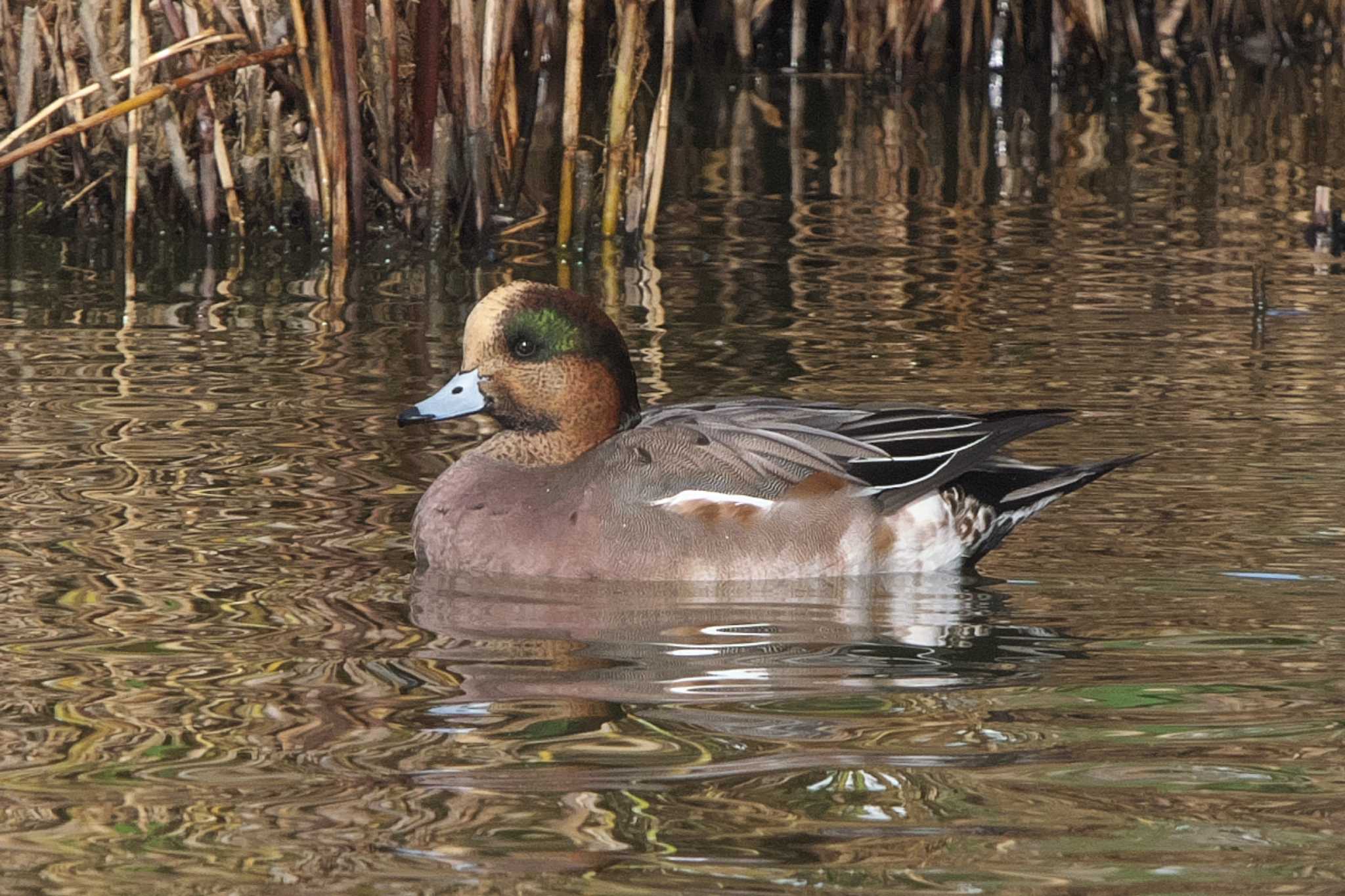 American Wigeon