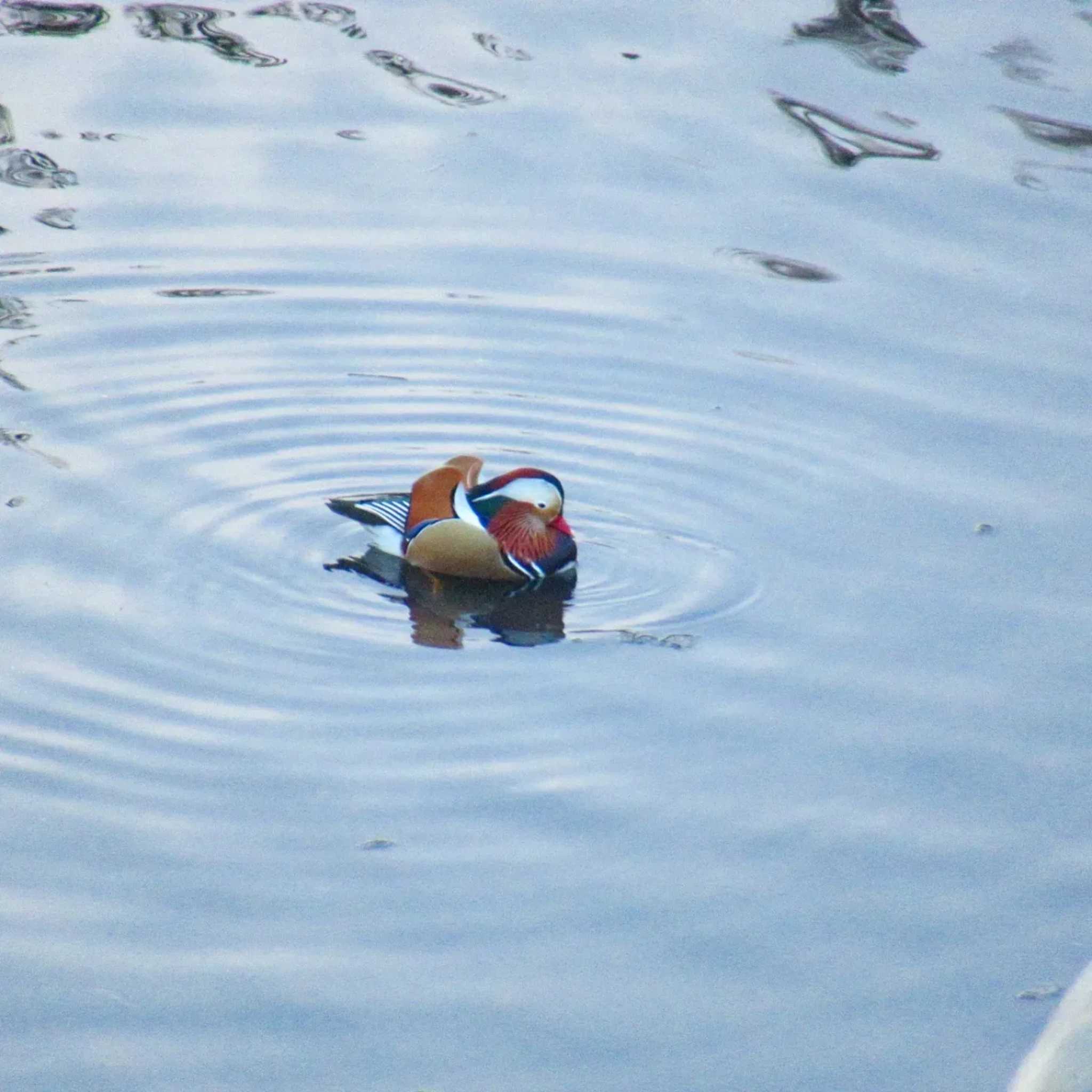 Photo of Mandarin Duck at 奈良山公園 by kohukurou