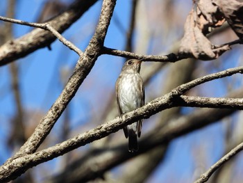 Dark-sided Flycatcher 兵庫県 Mon, 10/8/2018