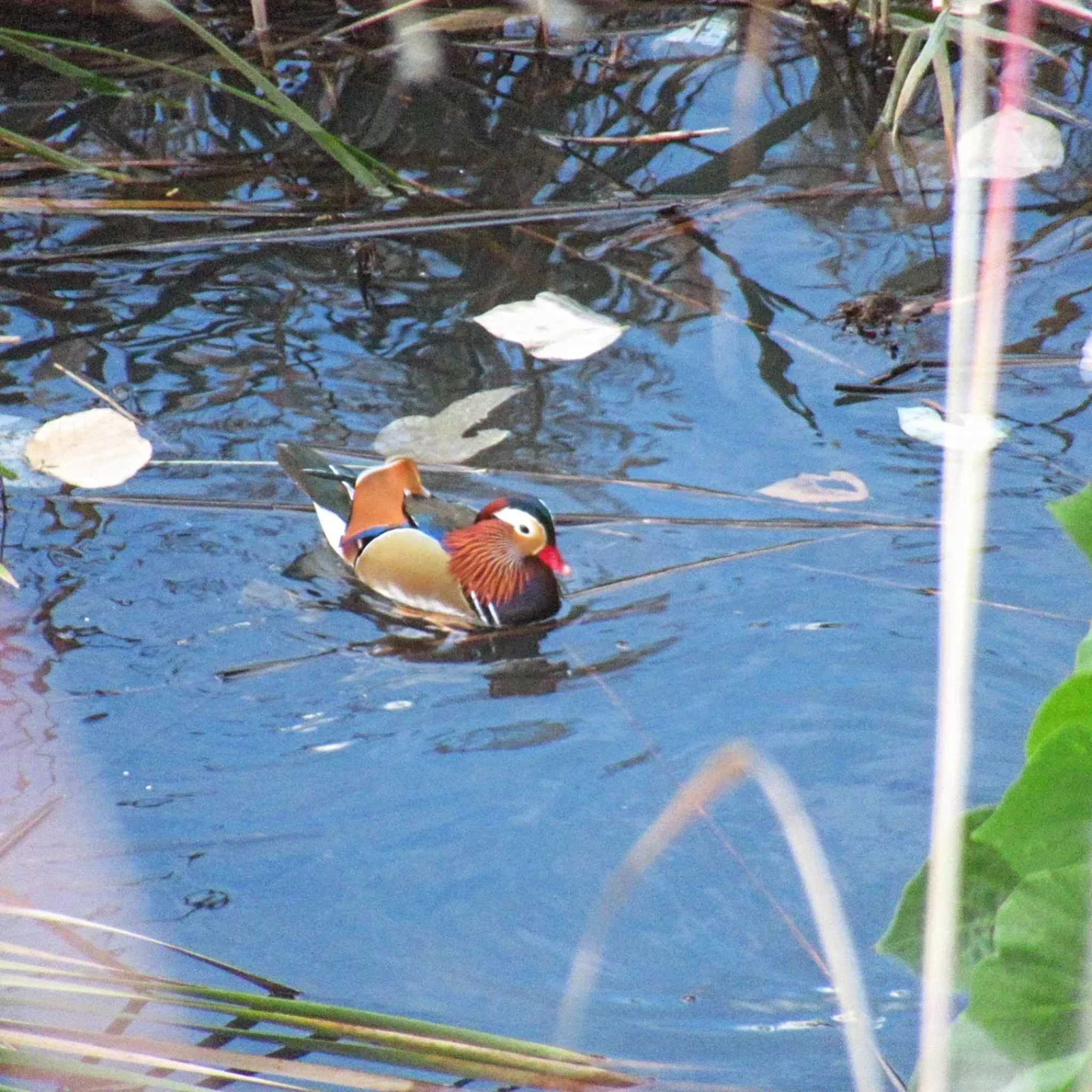 Photo of Mandarin Duck at 奈良山公園 by kohukurou