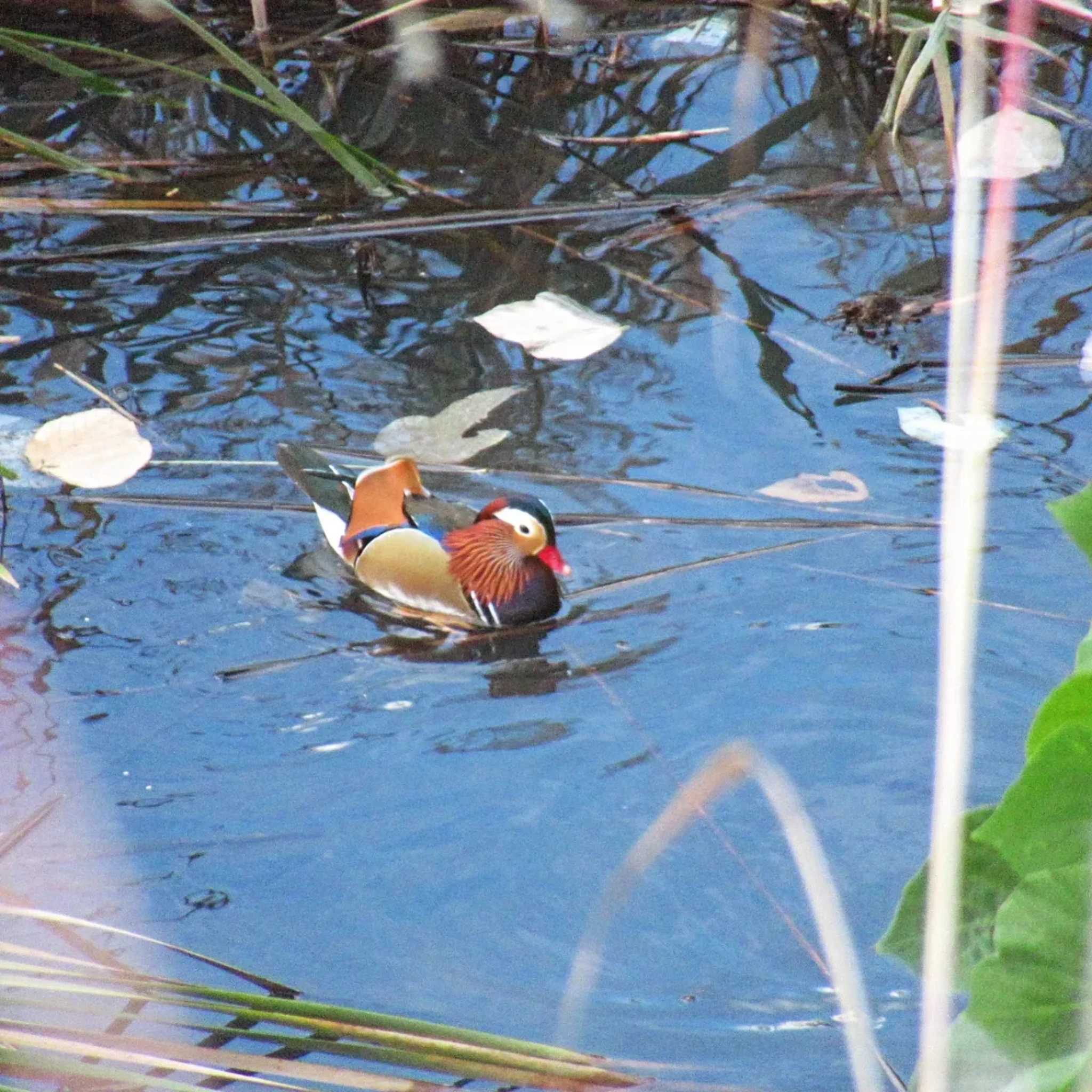 Mandarin Duck