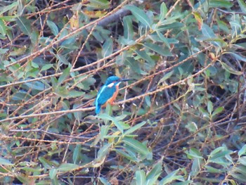 Common Kingfisher 奈良山公園 Thu, 11/16/2023