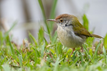 Common Tailorbird 雲南省 Wed, 11/15/2023