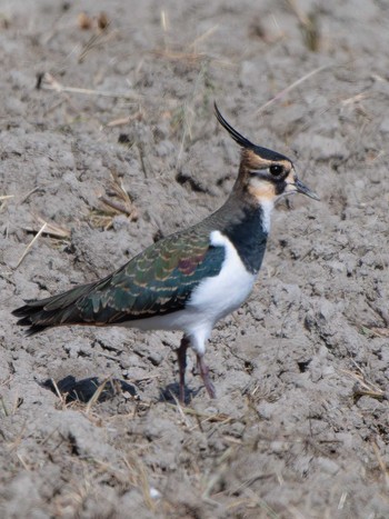 Northern Lapwing 長崎県 Tue, 11/14/2023