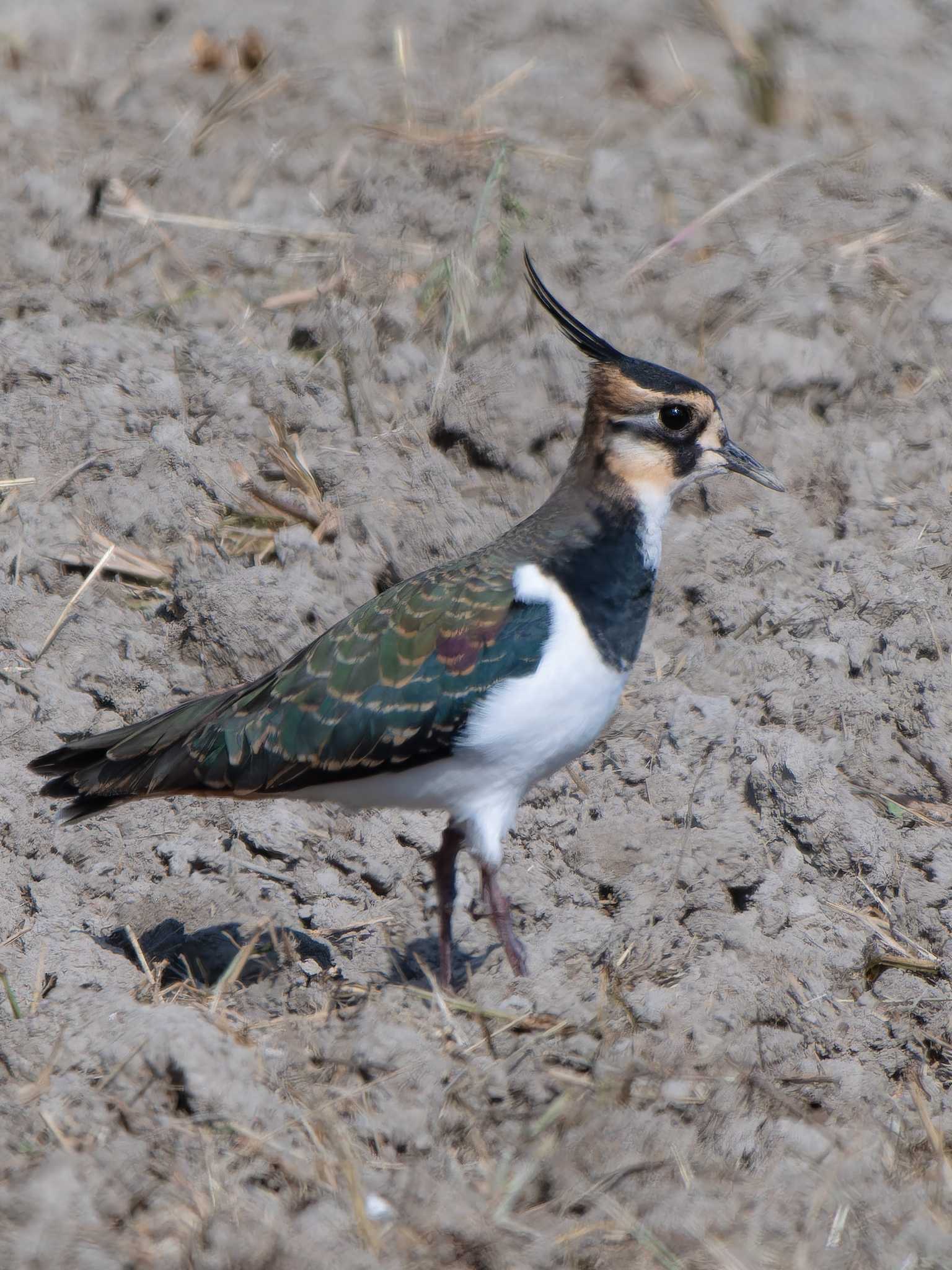 Northern Lapwing