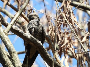 Grey Nightjar 兵庫県 Mon, 10/8/2018