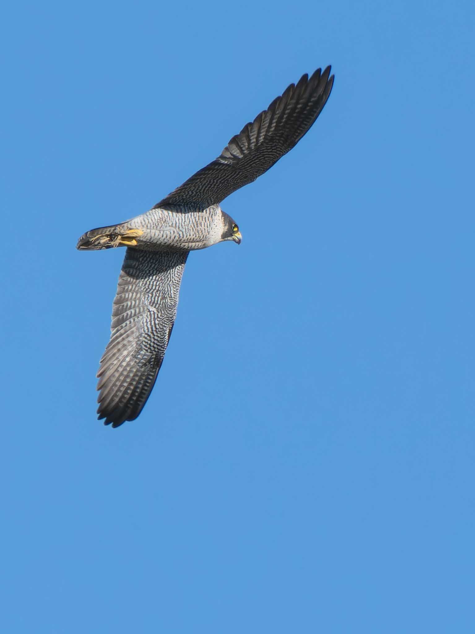 Photo of Peregrine Falcon at 長崎県 by ここは長崎