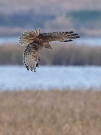 Eastern Marsh Harrier 長崎県 Tue, 11/14/2023