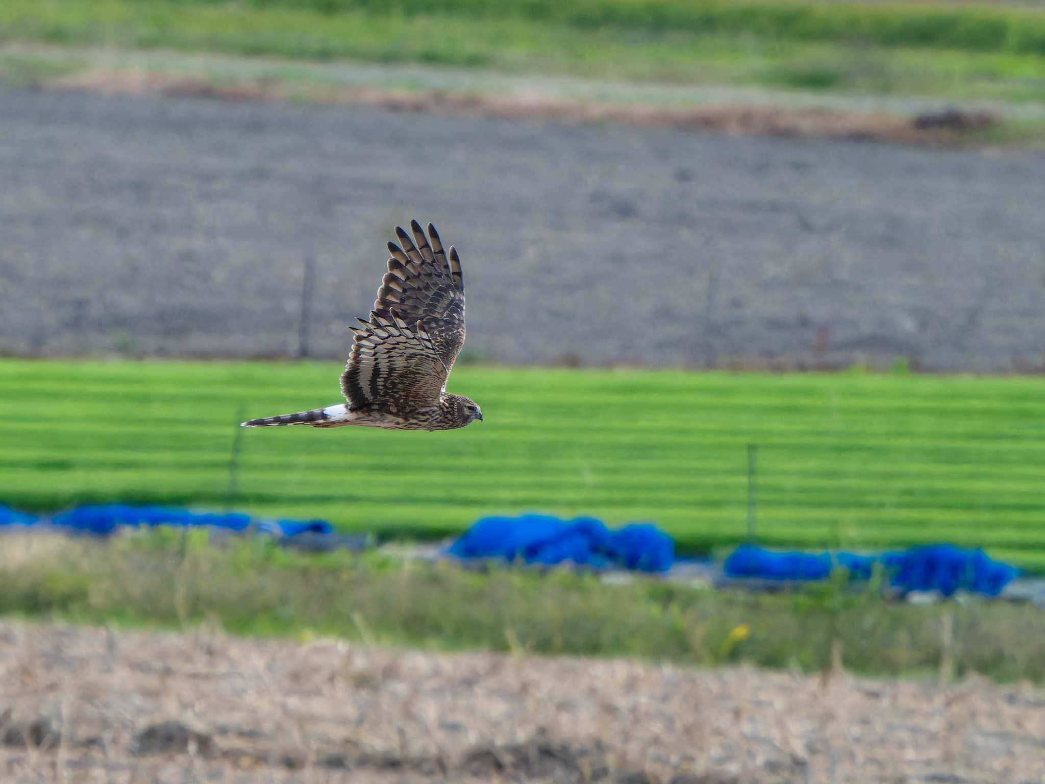 Photo of Hen Harrier at 長崎県 by ここは長崎