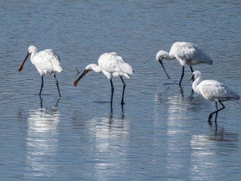 Black-faced Spoonbill 長崎県 Tue, 11/14/2023