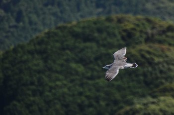 ウミネコ 戸田漁港 2023年8月26日(土)