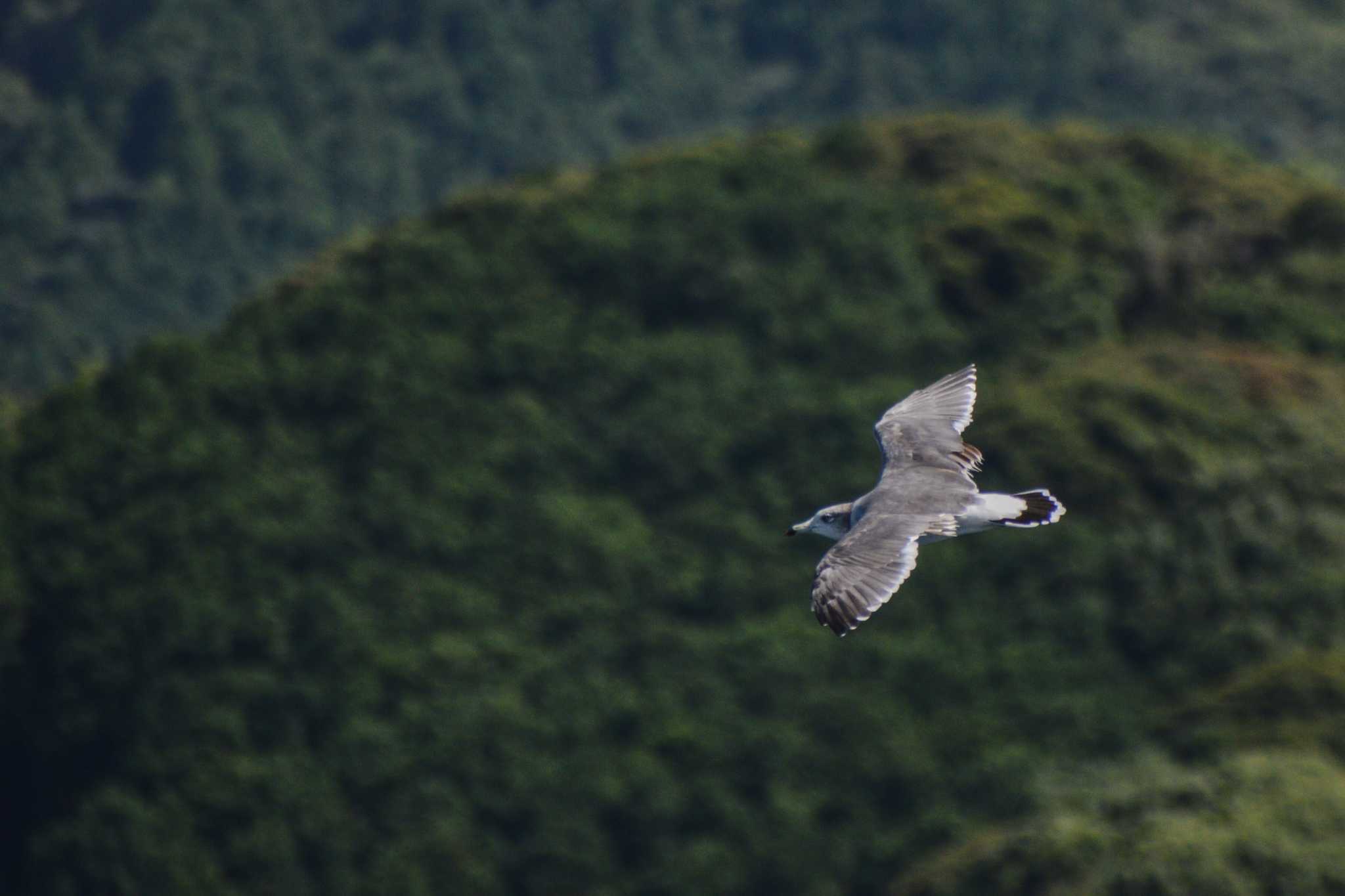 ウミネコでは珍しい山バック by NM🐥📷