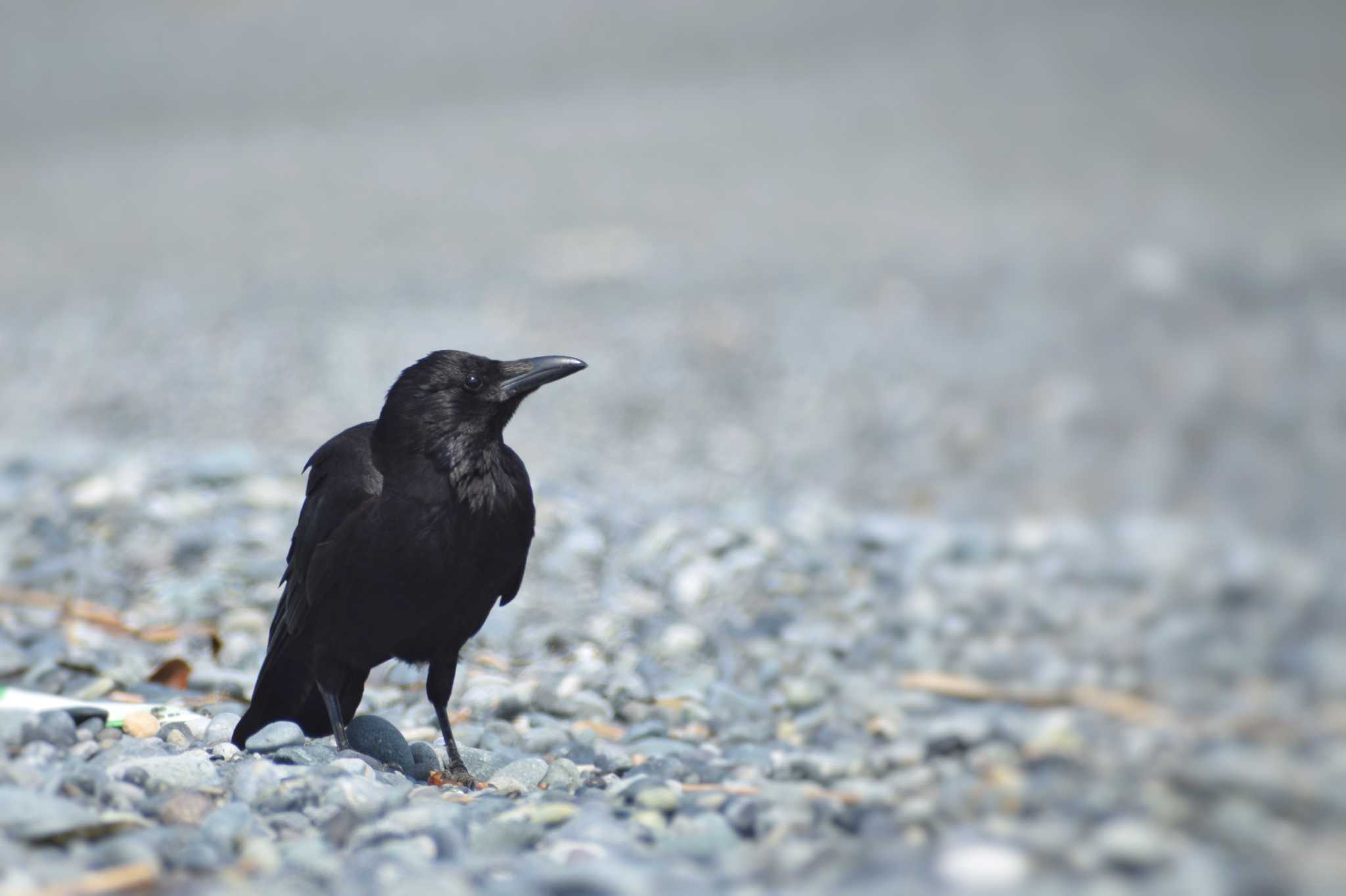 大磯照ヶ崎海岸 ハシボソガラスの写真 by NM🐥📷