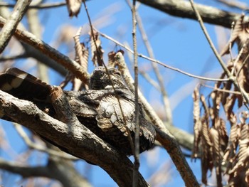 Grey Nightjar 兵庫県 Mon, 10/8/2018