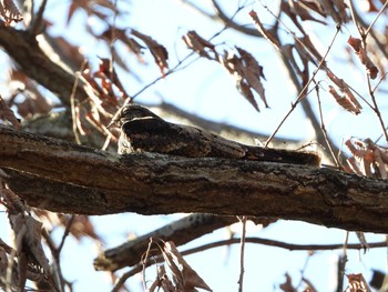 Grey Nightjar 兵庫県 Mon, 10/8/2018