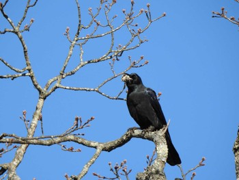 Large-billed Crow 池田町 清見ヶ丘公園 Mon, 11/13/2023