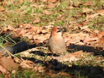 Mon, 11/13/2023 Birding report at 池田町 清見ヶ丘公園