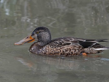 Northern Shoveler 長崎県 Tue, 11/14/2023