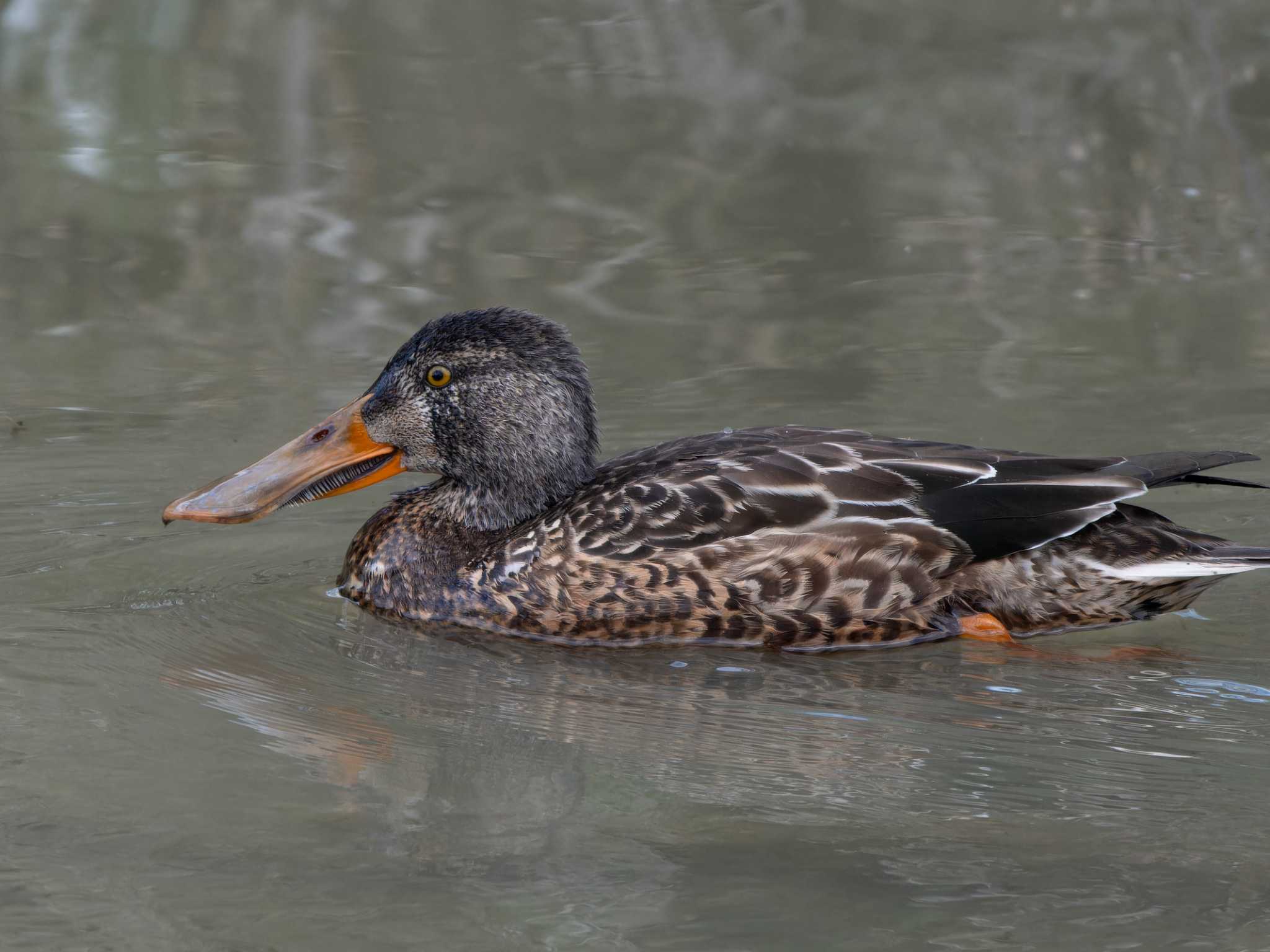 Northern Shoveler