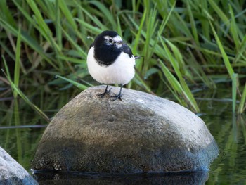 Japanese Wagtail 長崎県 Tue, 11/14/2023