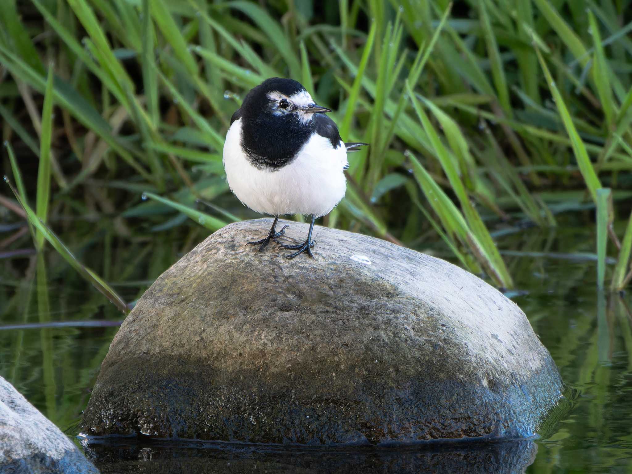 Photo of Japanese Wagtail at 長崎県 by ここは長崎