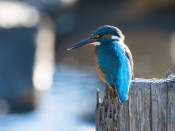 Common Kingfisher 長崎県 Tue, 11/14/2023