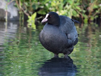 Eurasian Coot 長崎県 Tue, 11/14/2023