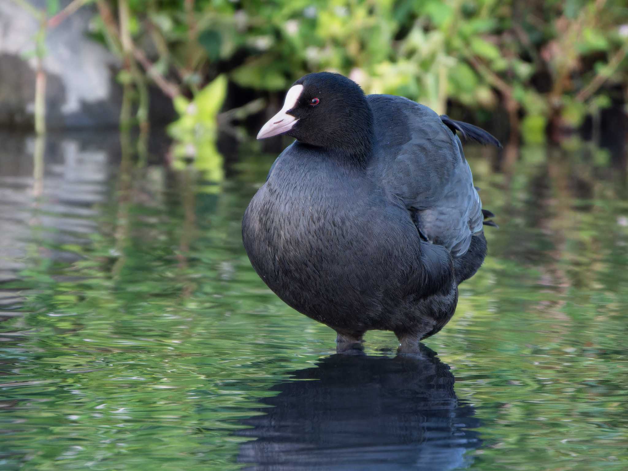 Photo of Eurasian Coot at 長崎県 by ここは長崎