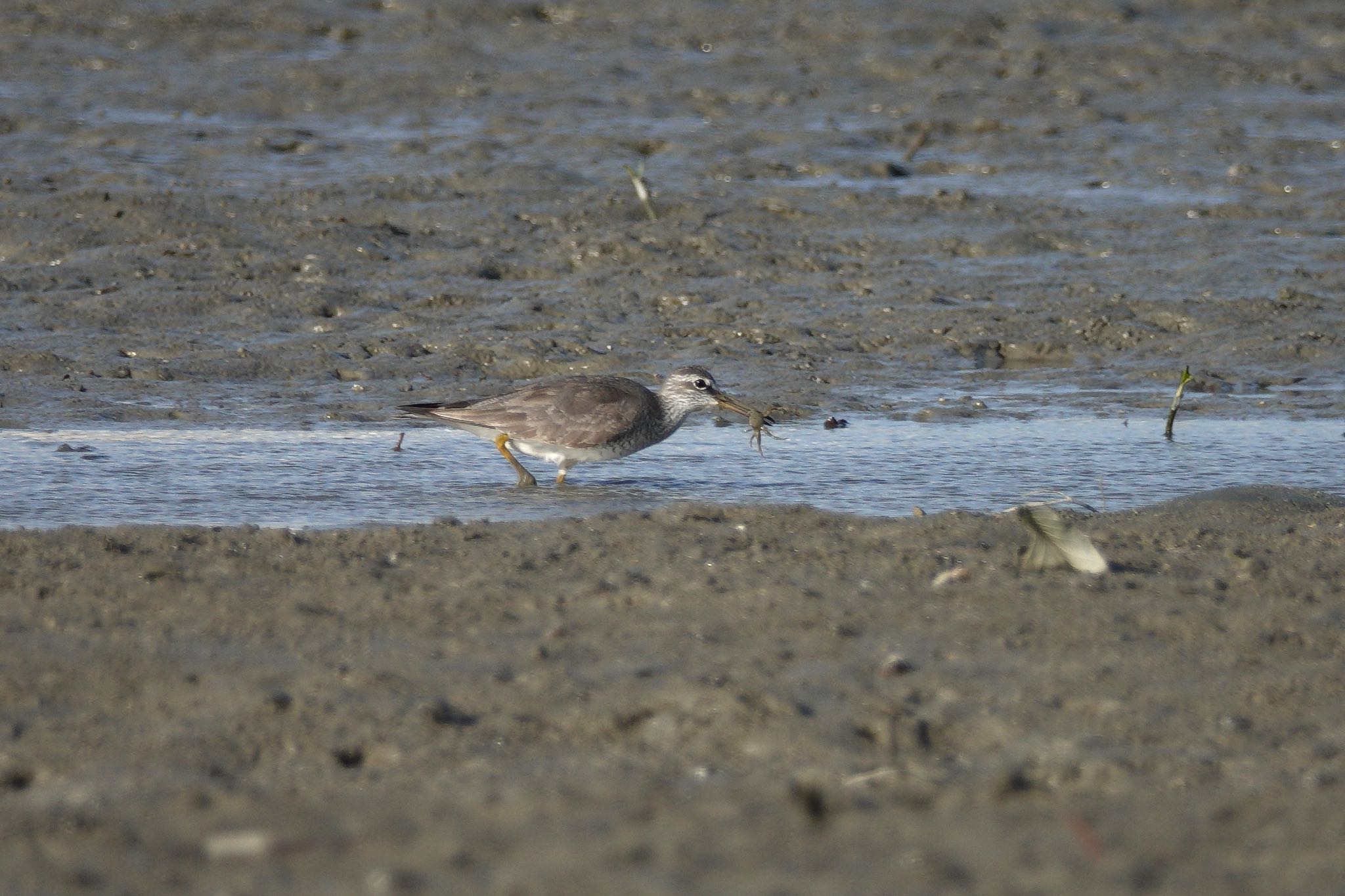 Photo of Grey-tailed Tattler at 沖縄県 by のどか
