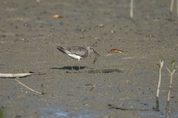 キアシシギ 沖縄県 2023年5月10日(水)