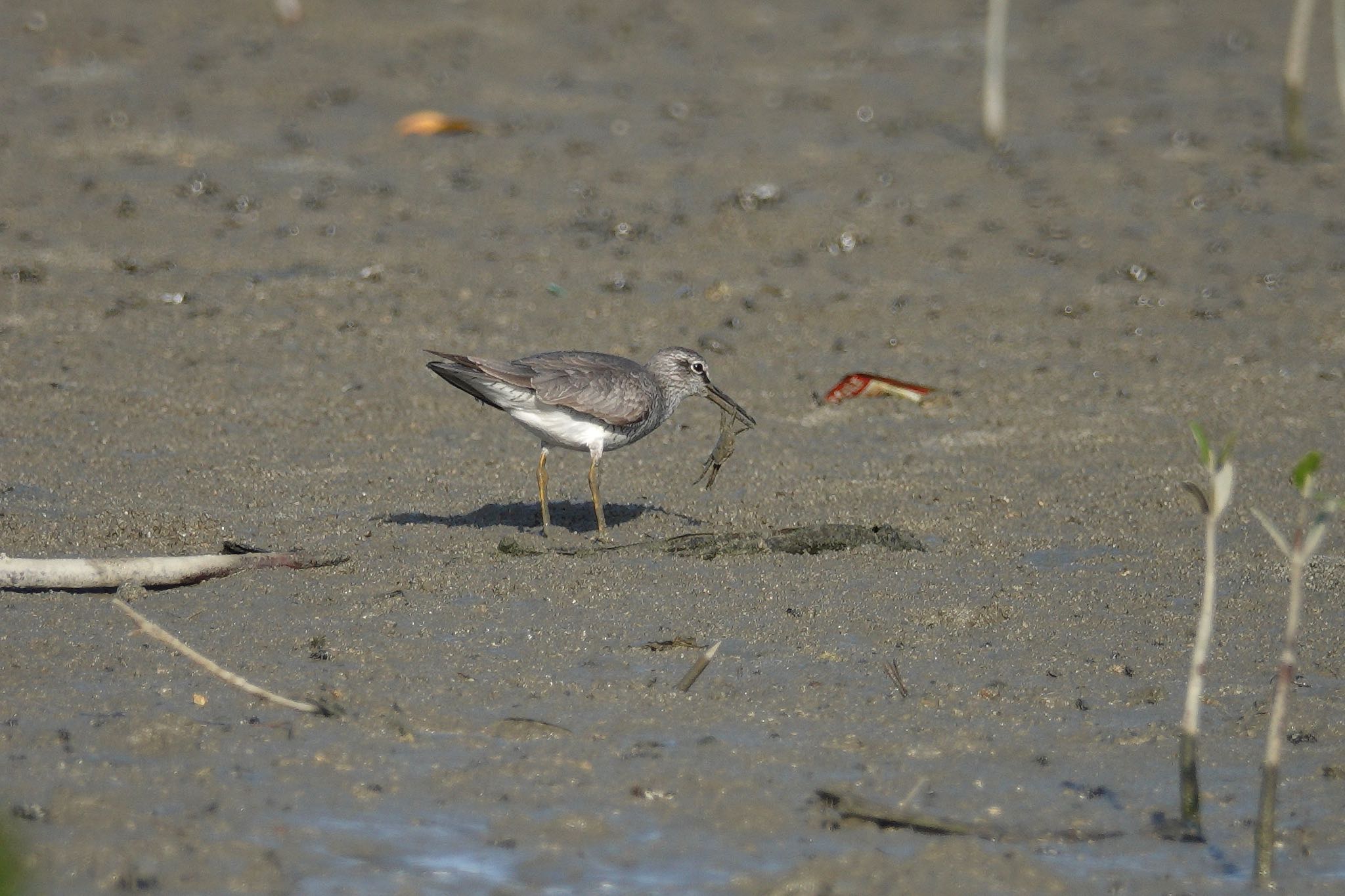 Grey-tailed Tattler