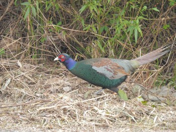 2023年11月16日(木) 淀川の野鳥観察記録