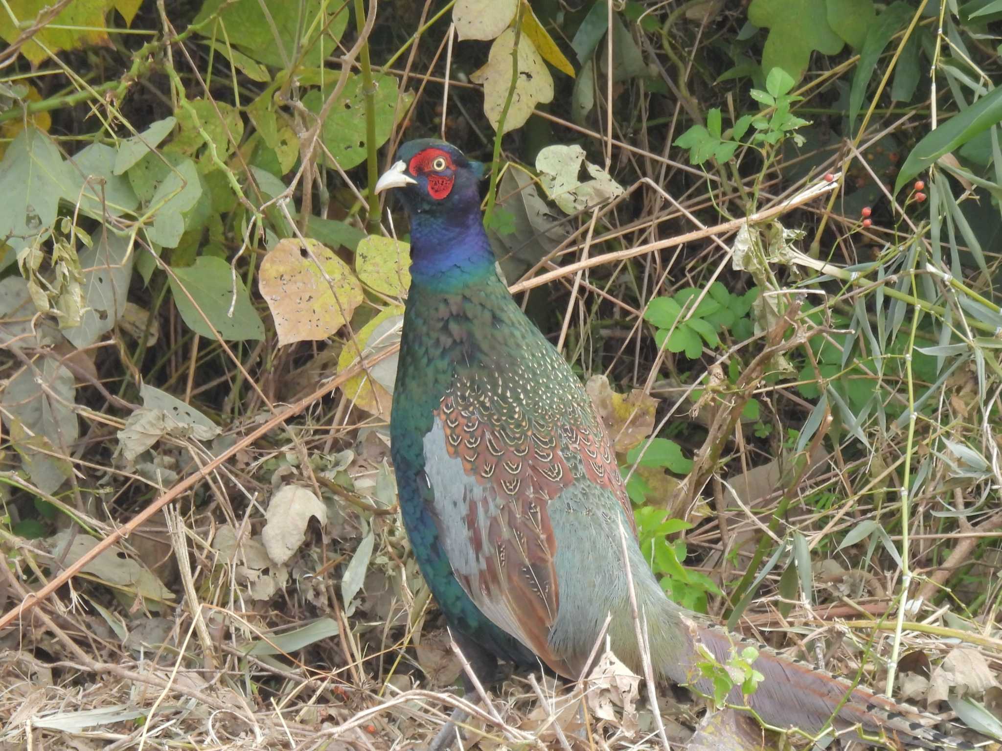 淀川 キジの写真