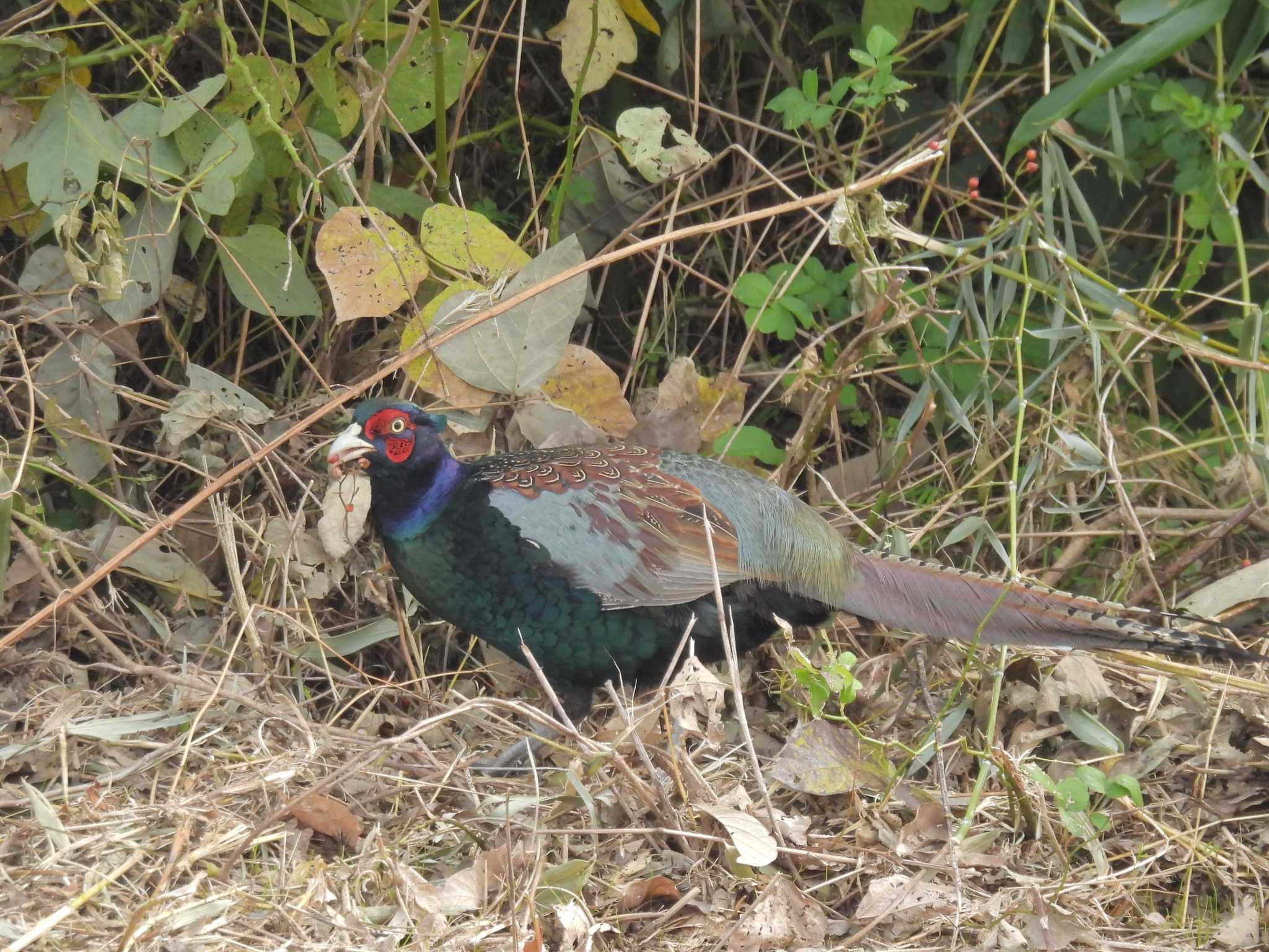 淀川 キジの写真