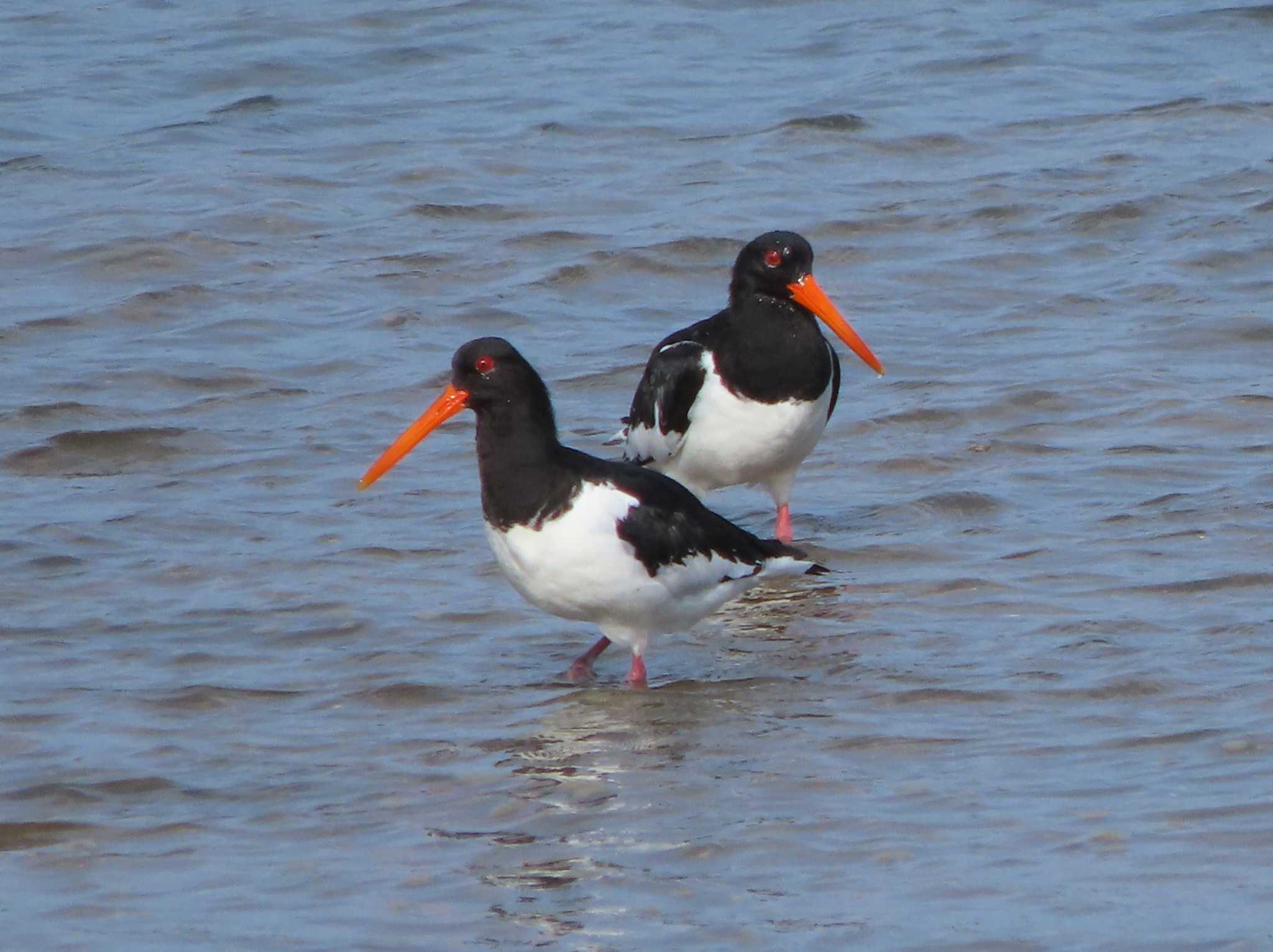 Eurasian Oystercatcher