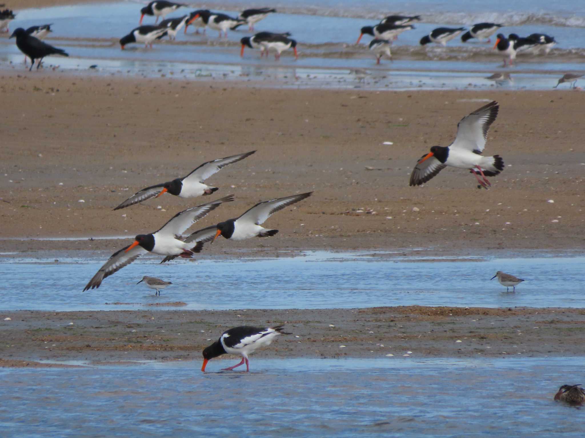 Eurasian Oystercatcher