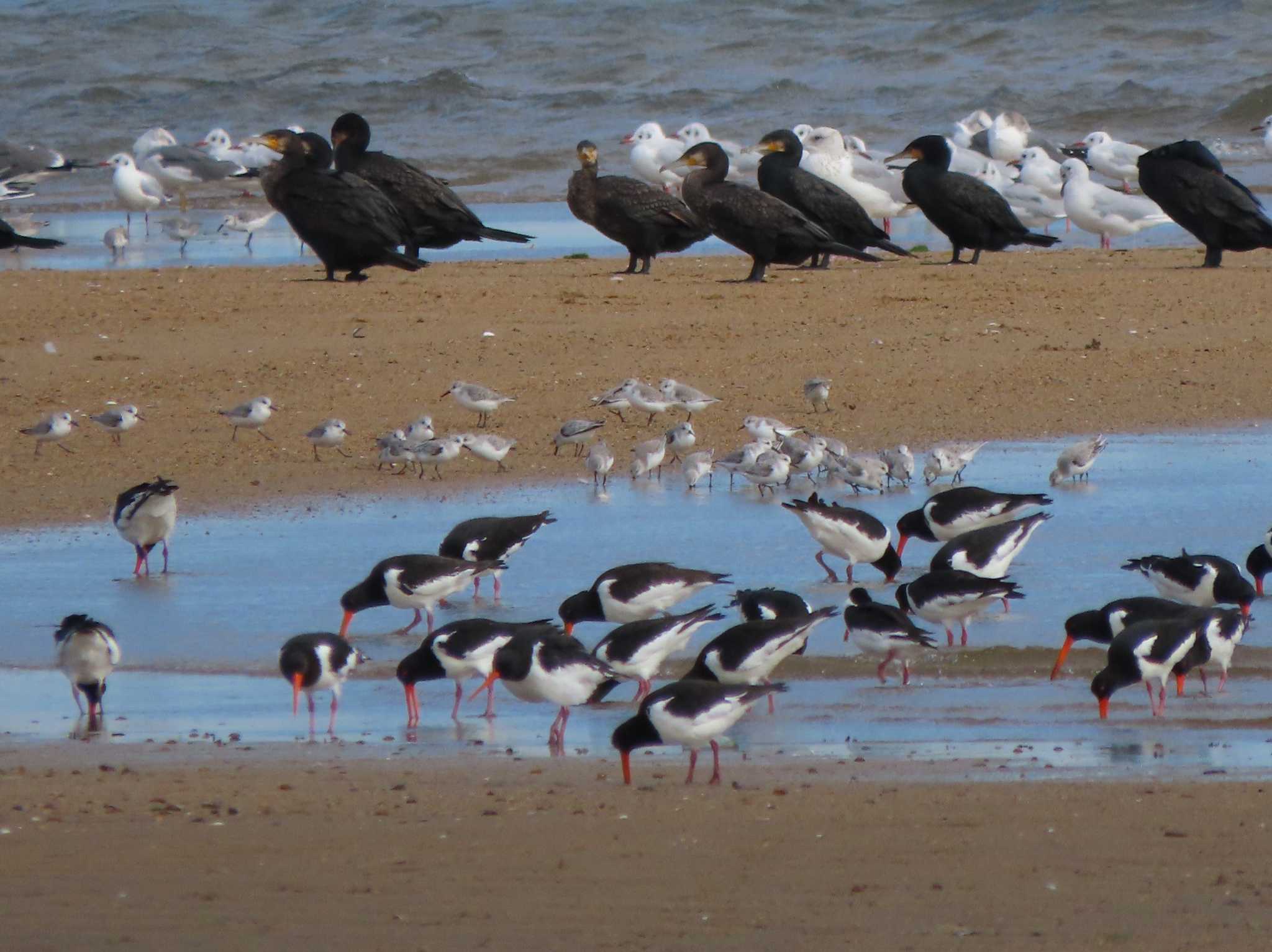 Photo of Eurasian Oystercatcher at 安濃川河口 by あなちゃん