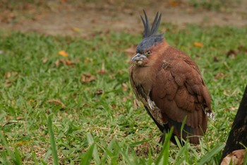 ズグロミゾゴイ 台北植物園 2023年11月11日(土)