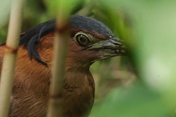 ズグロミゾゴイ 台北植物園 2023年11月12日(日)