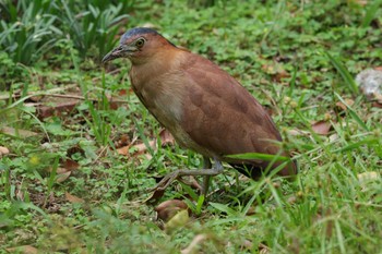 Malayan Night Heron 台北植物園 Fri, 11/10/2023