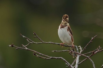 Rustic Bunting 愛知県 Wed, 11/15/2023