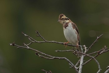 Rustic Bunting 愛知県 Wed, 11/15/2023