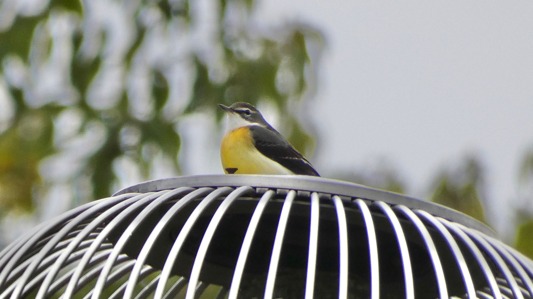 Grey Wagtail