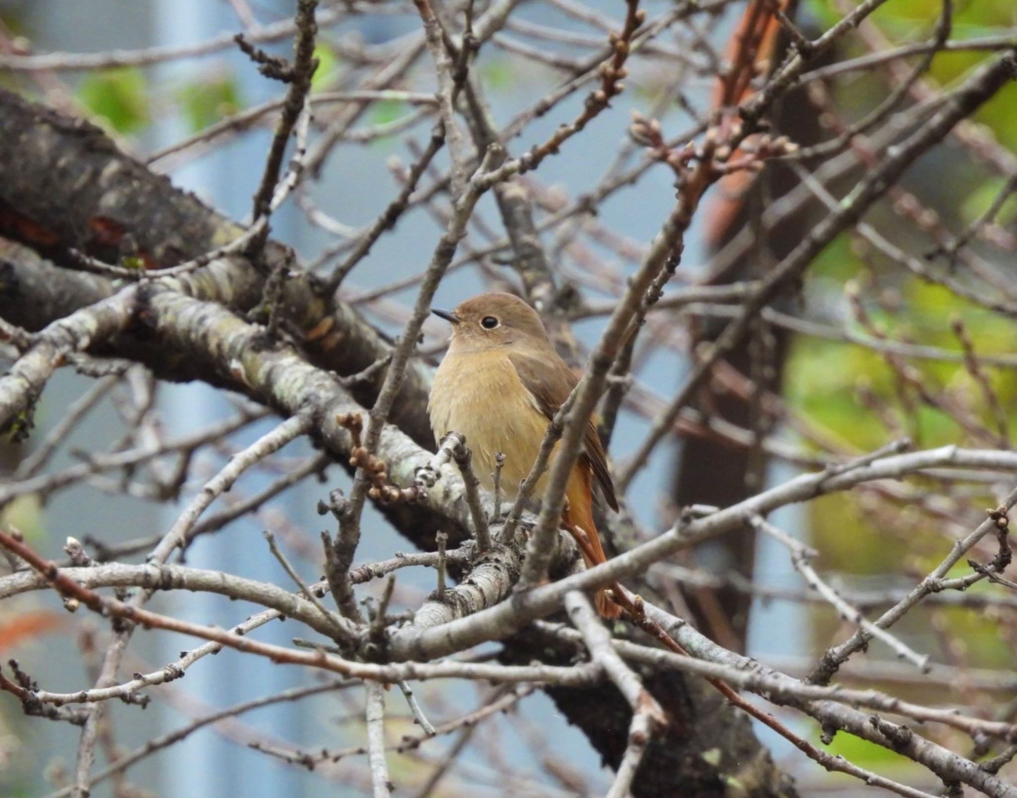 南アルプス生態邑 野鳥公園付近 ジョウビタキの写真