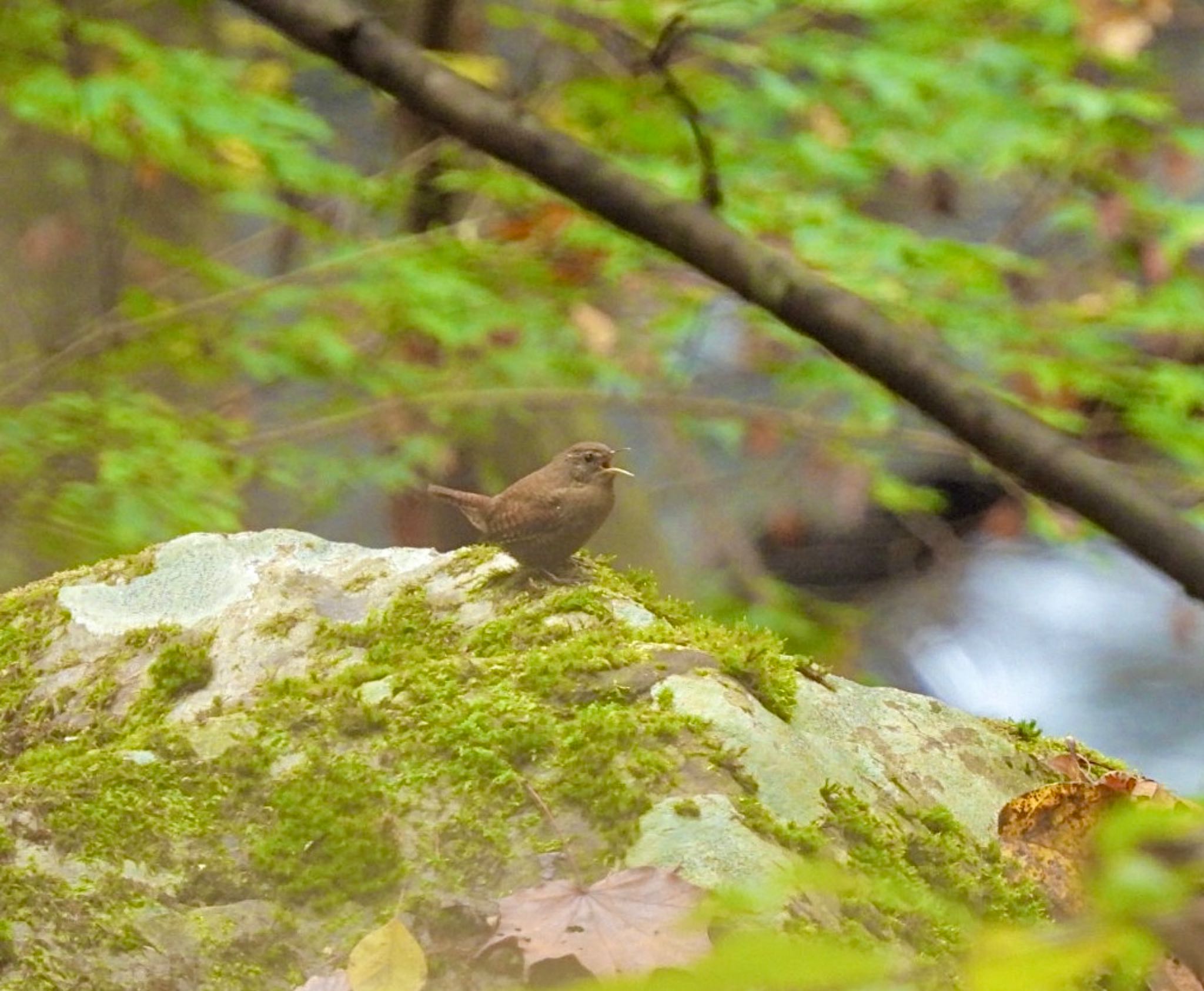 南アルプス生態邑 野鳥公園付近 ミソサザイの写真