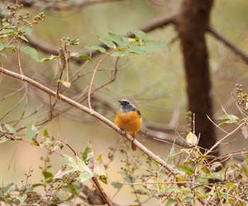 ジョウビタキ 南アルプス生態邑 野鳥公園付近 2023年11月11日(土)