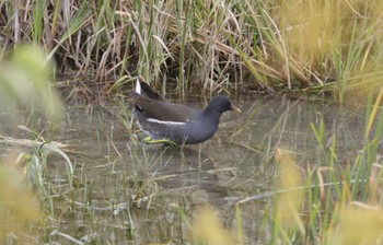 Common Moorhen 和歌山市 Thu, 11/16/2023