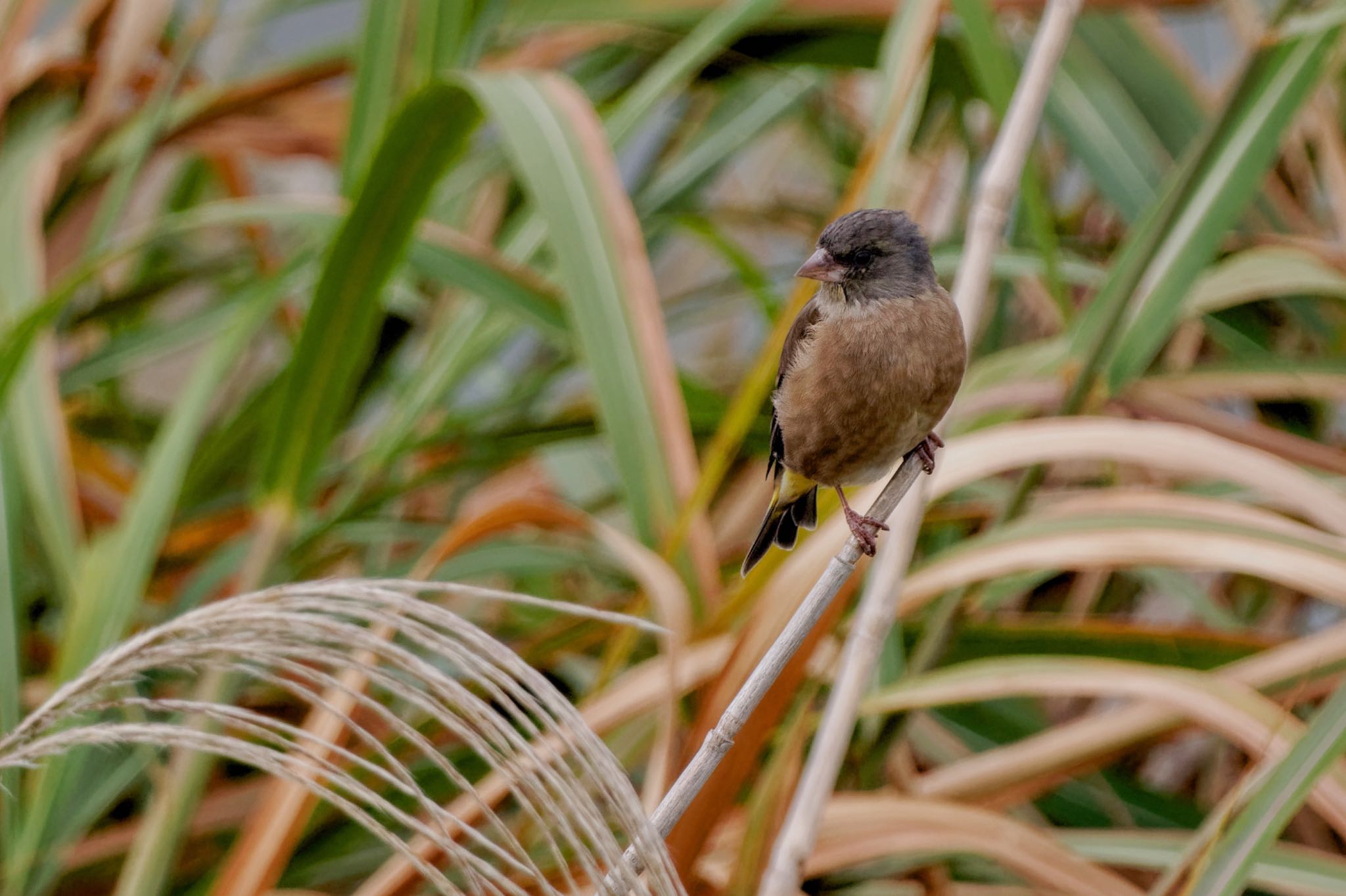 Grey-capped Greenfinch