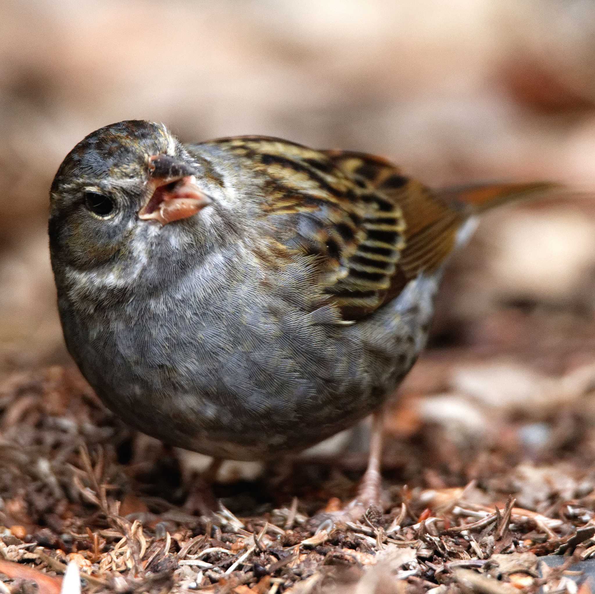 Photo of Grey Bunting at 岐阜公園 by herald